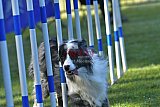 Canis zaterdag