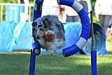 Canis zaterdag