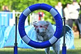Canis zaterdag