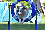 Canis zaterdag