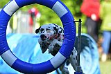 Canis zaterdag
