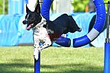 Canis zaterdag