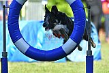 Canis zaterdag