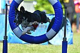 Canis zaterdag
