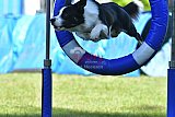 Canis zaterdag