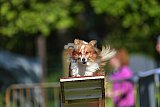 Canis zaterdag