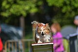 Canis zaterdag