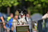 Canis zaterdag