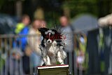 Canis zaterdag