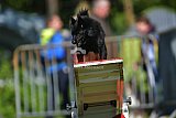 Canis zaterdag