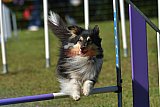 Canis zaterdag