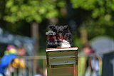 Canis zaterdag