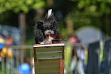 Canis zaterdag