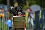 Canis zaterdag