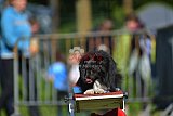 Canis zaterdag