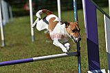 Canis zaterdag