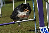 Canis zaterdag