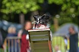 Canis zaterdag
