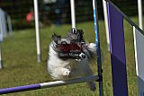 Canis zaterdag