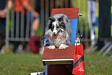 Canis zaterdag