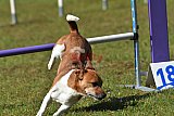Canis zaterdag