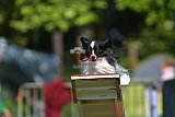 Canis zaterdag
