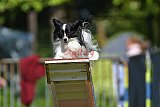 Canis zaterdag