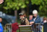 Canis zaterdag