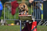 Canis zaterdag