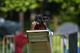 Canis zaterdag