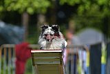 Canis zaterdag