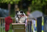 Canis zaterdag