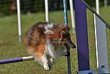 Canis zaterdag