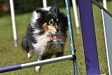 Canis zaterdag