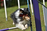 Canis zaterdag