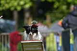 Canis zaterdag