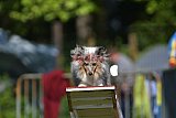 Canis zaterdag