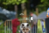 Canis zaterdag
