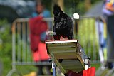 Canis zaterdag