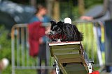 Canis zaterdag