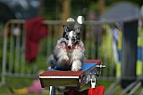 Canis zaterdag