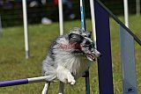 Canis zaterdag