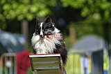 Canis zaterdag