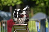 Canis zaterdag
