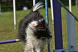 Canis zaterdag