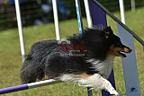 Canis zaterdag