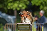 Canis zaterdag