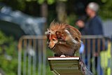 Canis zaterdag