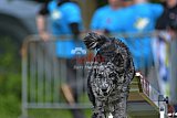 Canis zaterdag
