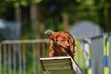 Canis zaterdag